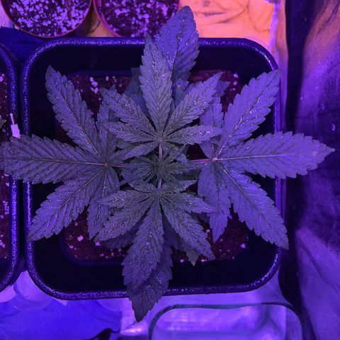STRAWBERRY PIE growlog photo: GIORNO 14❤️