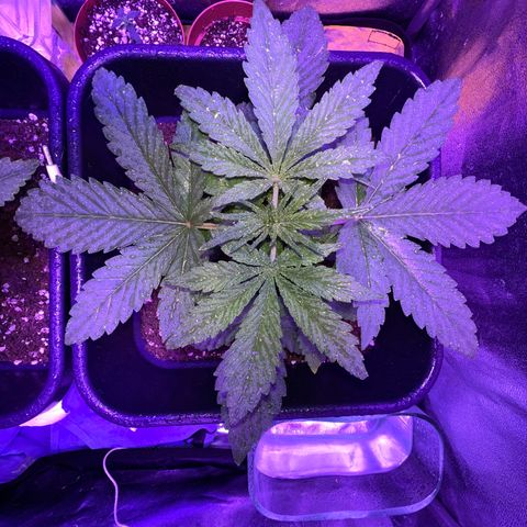 STRAWBERRY PIE growlog photo: GIORNO 14❤️