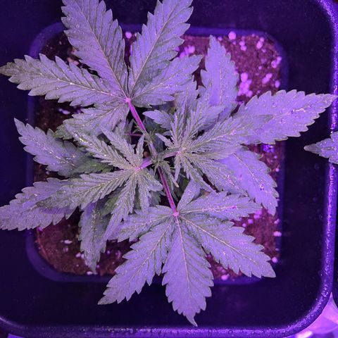 STRAWBERRY PIE growlog photo: GIORNO 14❤️