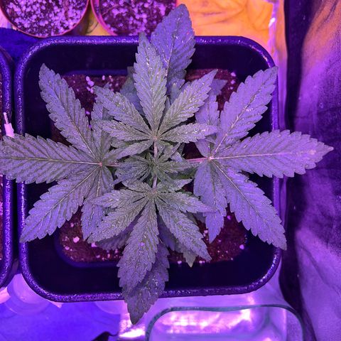STRAWBERRY PIE growlog photo: GIORNO 14❤️