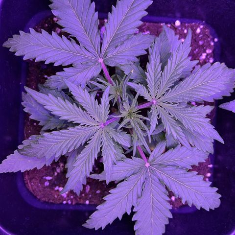 STRAWBERRY PIE growlog photo: GIORNO 15❤️