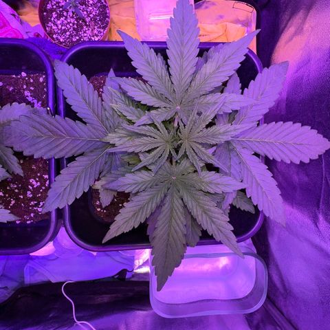 STRAWBERRY PIE growlog photo: GIORNO 15❤️