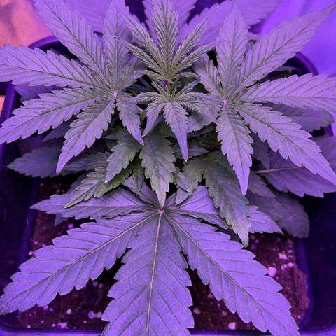 STRAWBERRY PIE growlog photo: GIORNO 15❤️