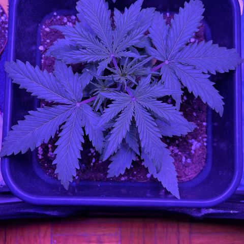 STRAWBERRY PIE growlog photo: GIORNO 15❤️