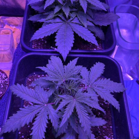 STRAWBERRY PIE growlog photo: GIORNO 15❤️