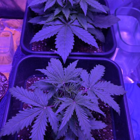STRAWBERRY PIE growlog photo: GIORNO 15❤️