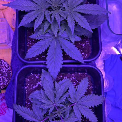 STRAWBERRY PIE growlog photo: GIORNO 15❤️