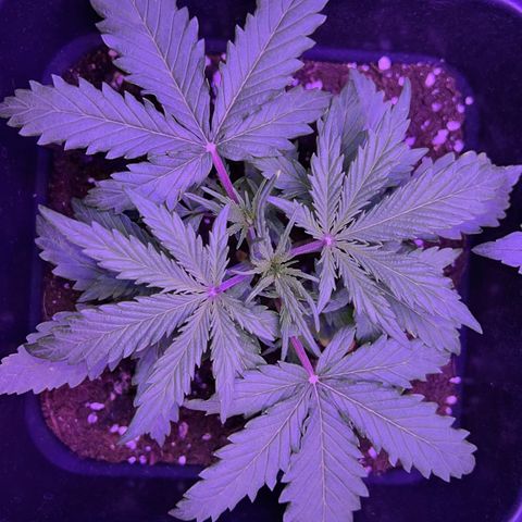 STRAWBERRY PIE growlog photo: GIORNO 15❤️