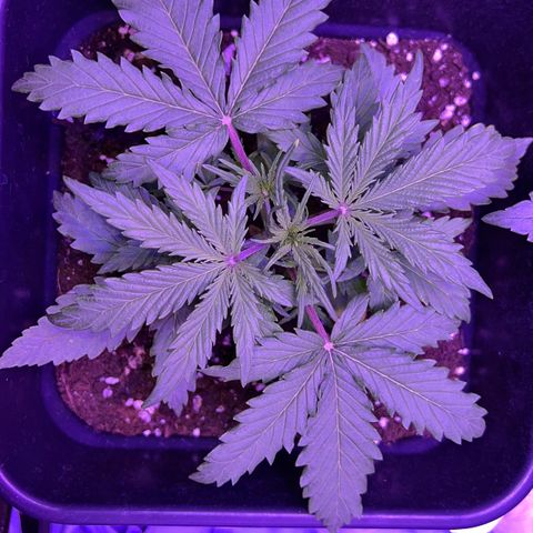 STRAWBERRY PIE growlog photo: GIORNO 15❤️