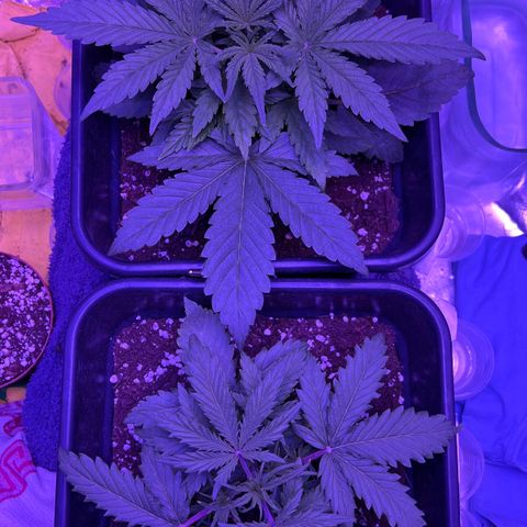STRAWBERRY PIE growlog photo: GIORNO 15❤️