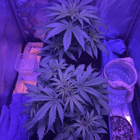 STRAWBERRY PIE growlog timeline photo
