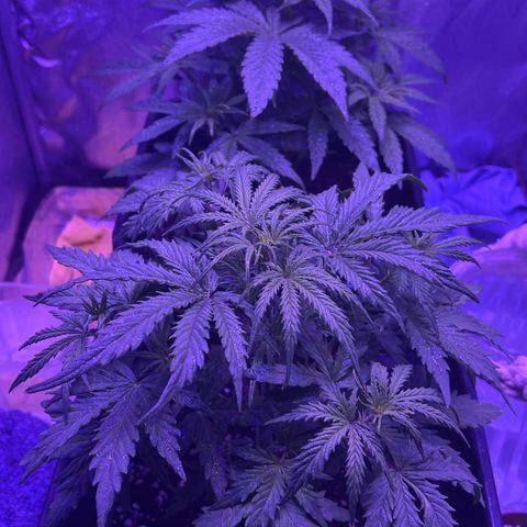 STRAWBERRY PIE growlog timeline photo