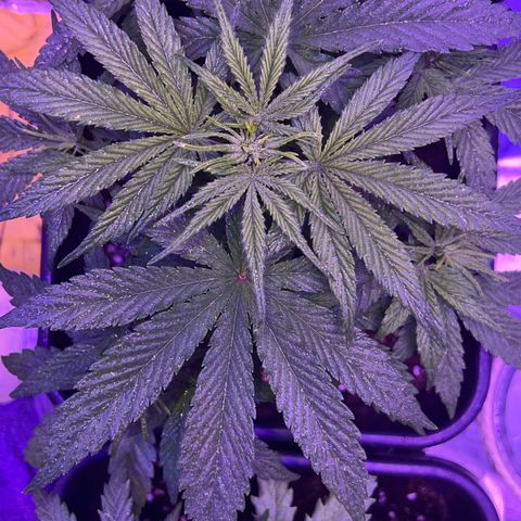 STRAWBERRY PIE growlog timeline photo