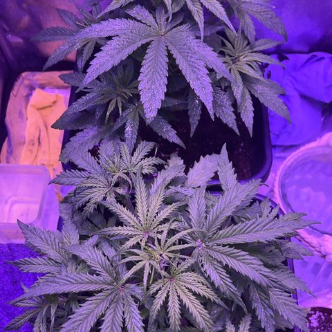 STRAWBERRY PIE growlog timeline photo