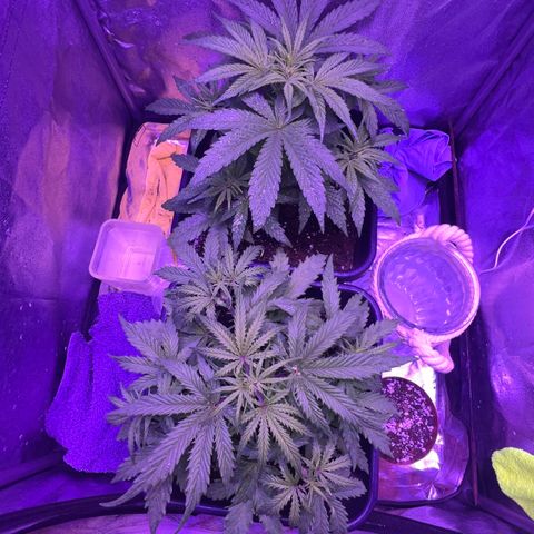 STRAWBERRY PIE growlog timeline photo