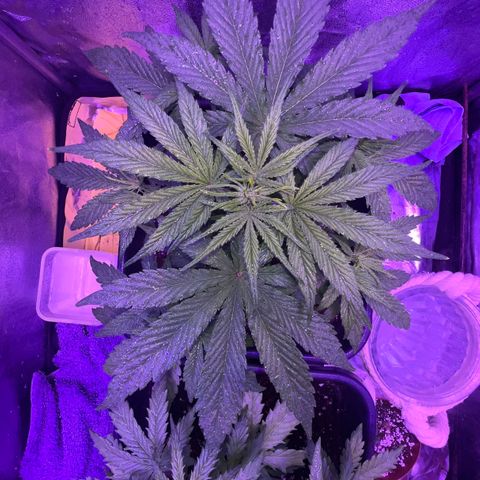 STRAWBERRY PIE growlog timeline photo