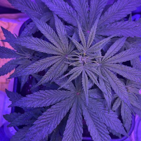 STRAWBERRY PIE growlog timeline photo