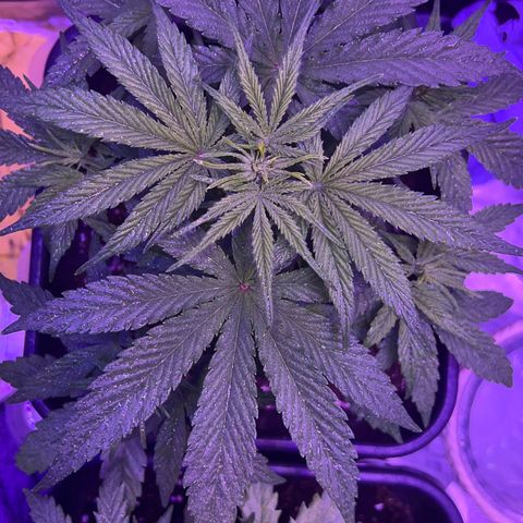 STRAWBERRY PIE growlog timeline photo