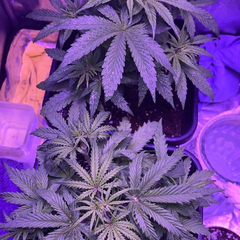 STRAWBERRY PIE growlog timeline photo