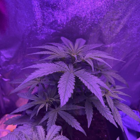 STRAWBERRY PIE growlog timeline photo