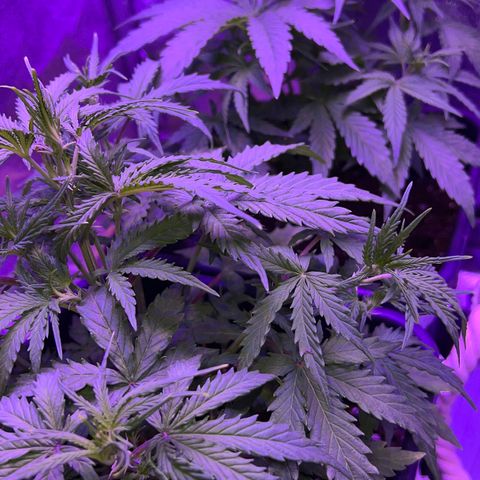 STRAWBERRY PIE growlog timeline photo