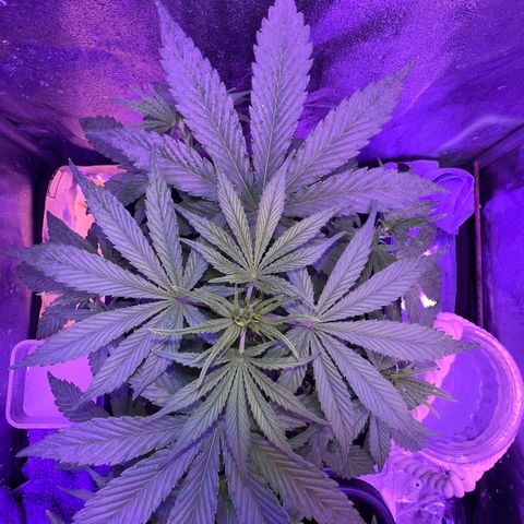 STRAWBERRY PIE growlog timeline photo