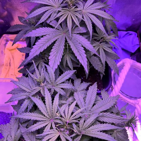 STRAWBERRY PIE growlog timeline photo
