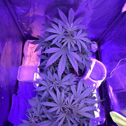 STRAWBERRY PIE growlog timeline photo