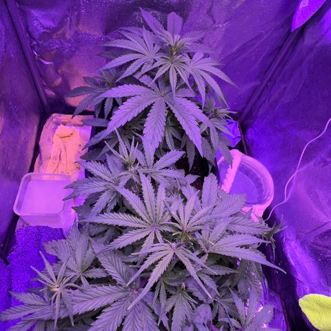 STRAWBERRY PIE growlog timeline photo