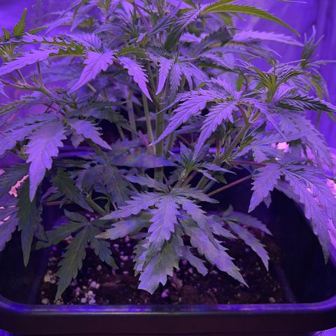 STRAWBERRY PIE growlog timeline photo