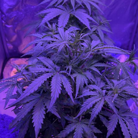 STRAWBERRY PIE growlog timeline photo