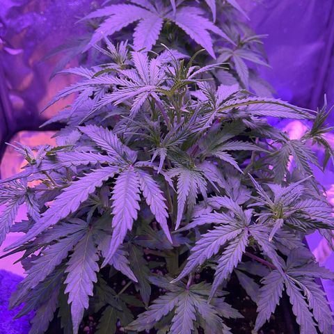 STRAWBERRY PIE growlog timeline photo