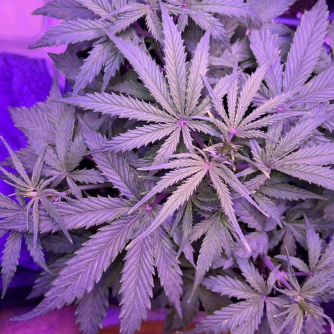 STRAWBERRY PIE growlog timeline photo