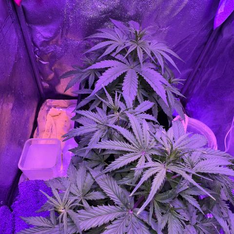 STRAWBERRY PIE growlog timeline photo