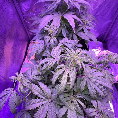 STRAWBERRY PIE growlog timeline photo