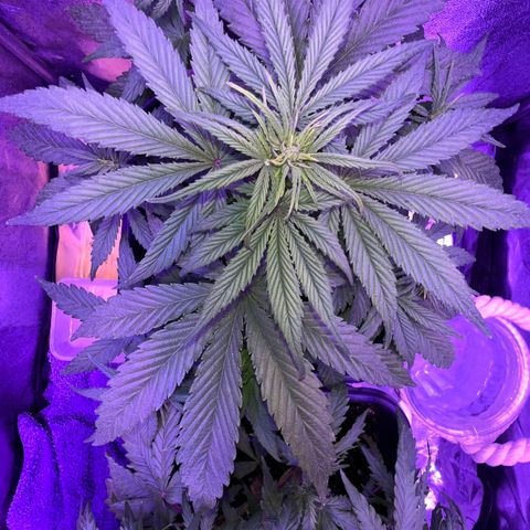 STRAWBERRY PIE growlog timeline photo