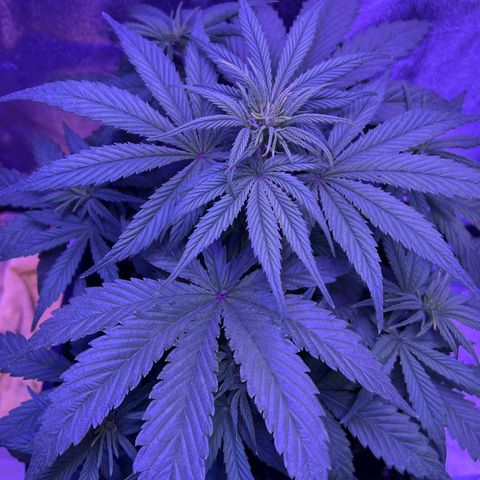 STRAWBERRY PIE growlog timeline photo