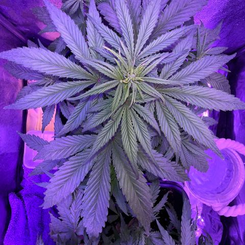 STRAWBERRY PIE growlog timeline photo