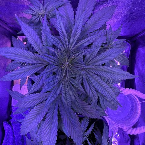 STRAWBERRY PIE growlog timeline photo