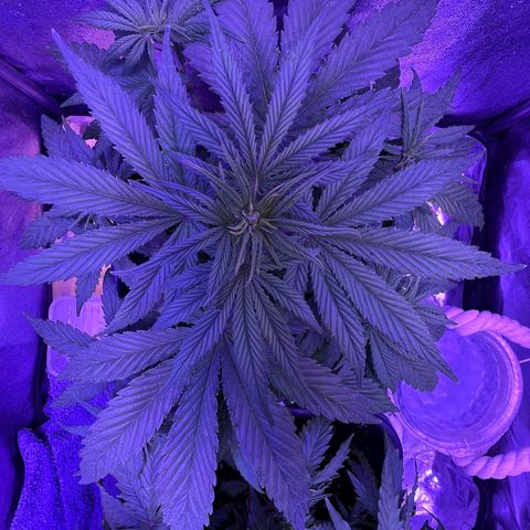 STRAWBERRY PIE growlog timeline photo