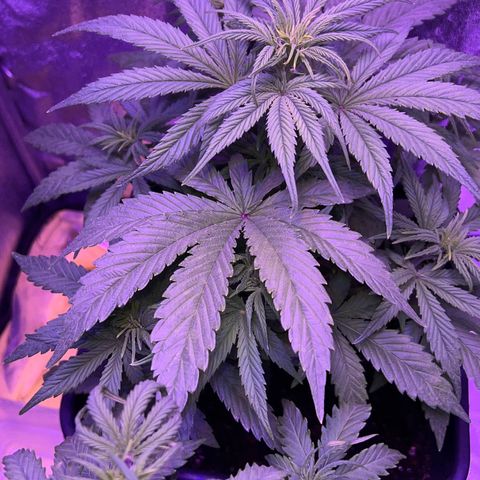 STRAWBERRY PIE growlog timeline photo