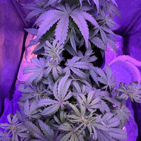 STRAWBERRY PIE growlog timeline photo
