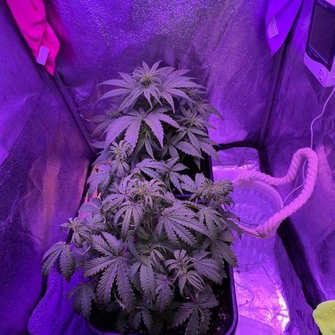 STRAWBERRY PIE growlog timeline photo