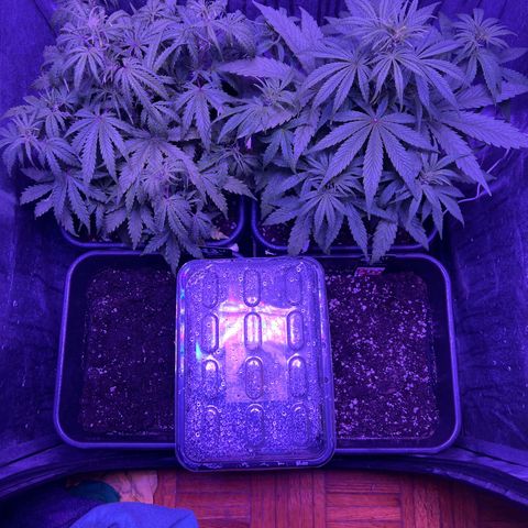 STRAWBERRY PIE growlog timeline photo
