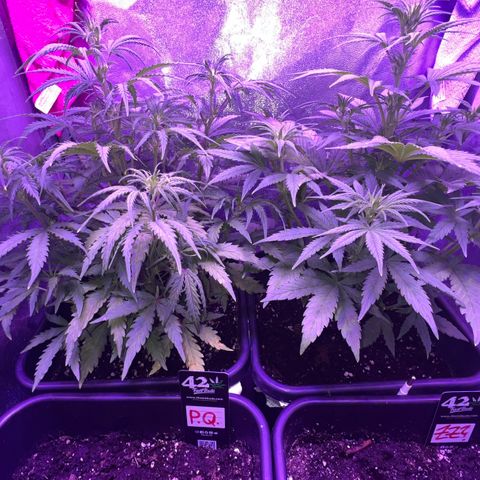 STRAWBERRY PIE growlog timeline photo