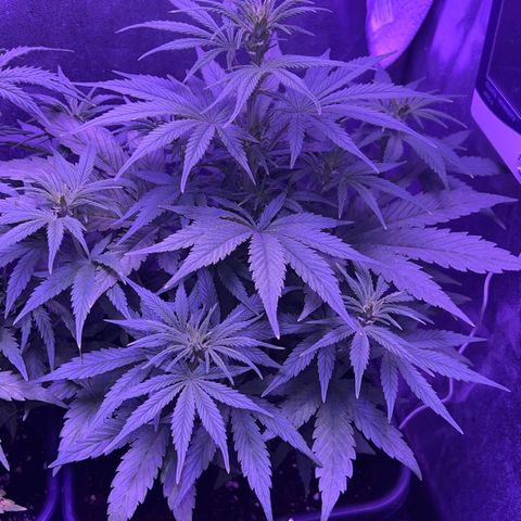 STRAWBERRY PIE growlog timeline photo
