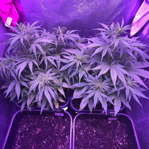 STRAWBERRY PIE growlog timeline photo