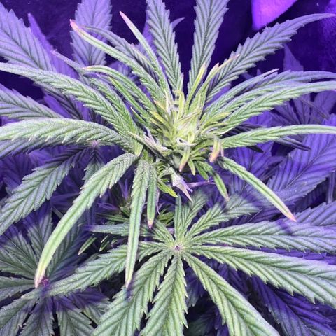 STRAWBERRY PIE growlog timeline photo