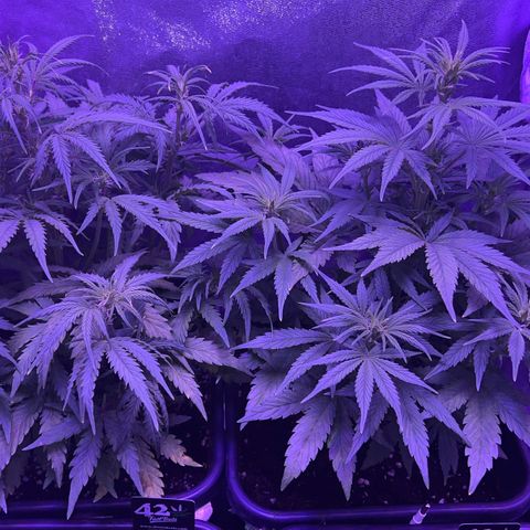 STRAWBERRY PIE growlog timeline photo