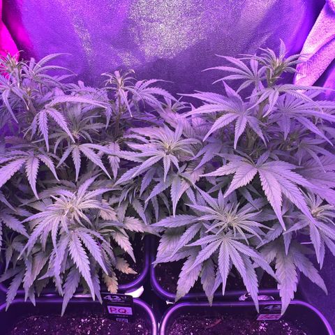 STRAWBERRY PIE growlog timeline photo